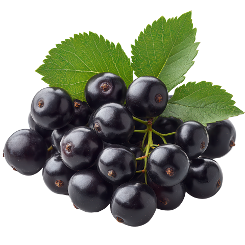 vecteezy fresh blackcurrants with green leaves arranged in a cluster 55133526
